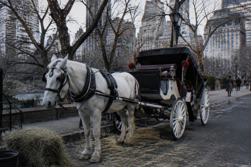 A horse-drawn carriage waiting under holiday lights near Central Park South at night