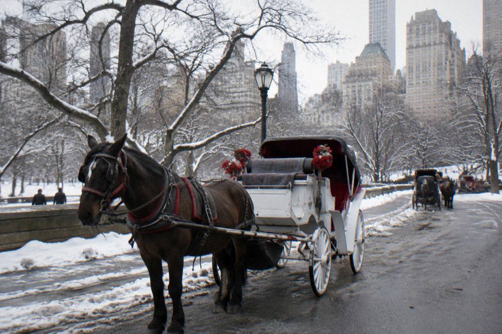 Horse-drawn carriage parked beside a snow-lined park road with city towers behind