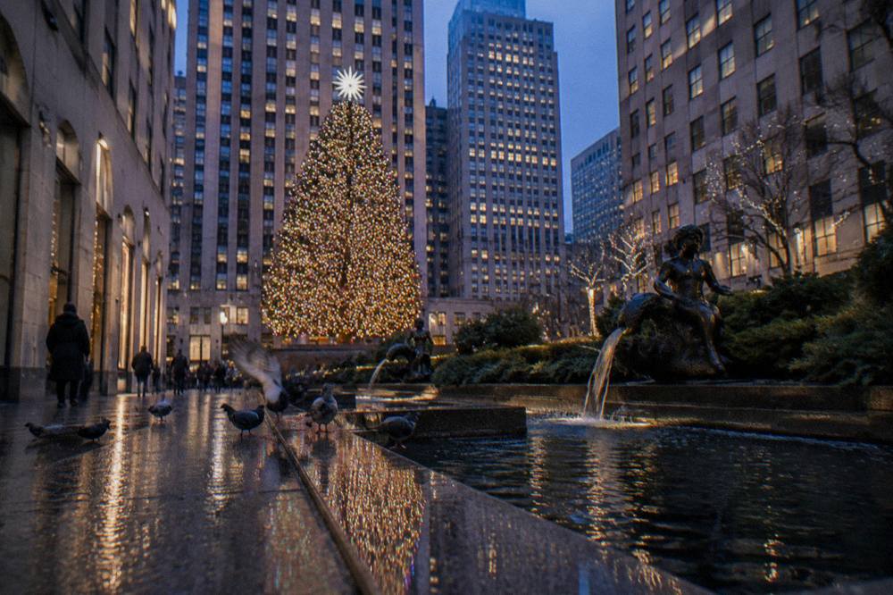 A tall Norway spruce Christmas tree rising above Rockefeller Center plaza at dusk