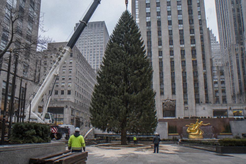 A giant evergreen tree standing on a city plaza beside skyscrapers before decoration