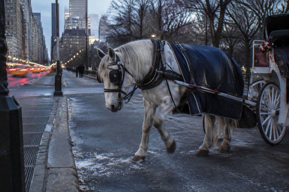 A decorated horse-drawn carriage parked beside Central Park with holiday lights in the background