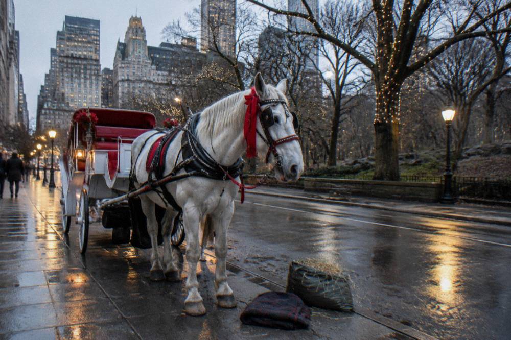 A horse-drawn carriage decorated with wreaths and ribbons waiting beside Central Park at dusk under strings of tree lights