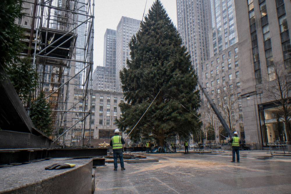 A large Norway spruce Christmas tree standing in a plaza with scaffolding and workers during installation
