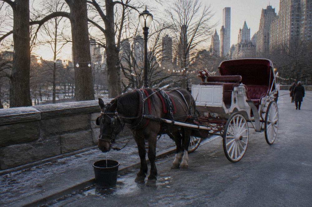 A horse-drawn carriage standing beside a park pathway strung with white lights