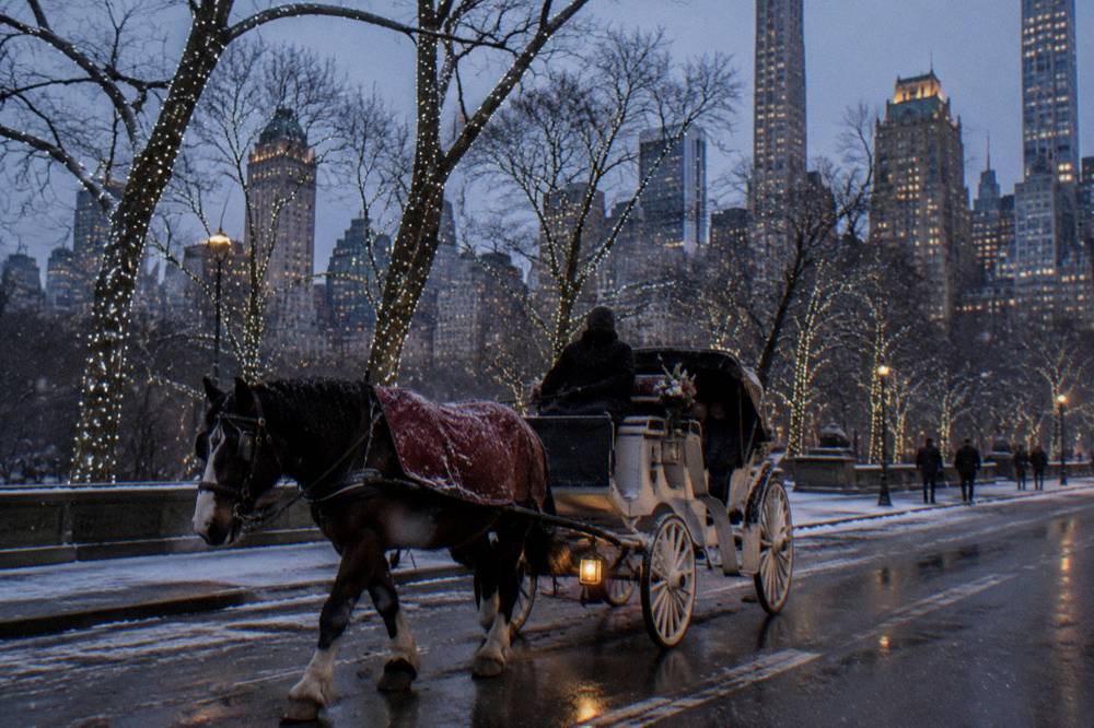 Horse-drawn carriage passing under lit trees near a park edge at dusk