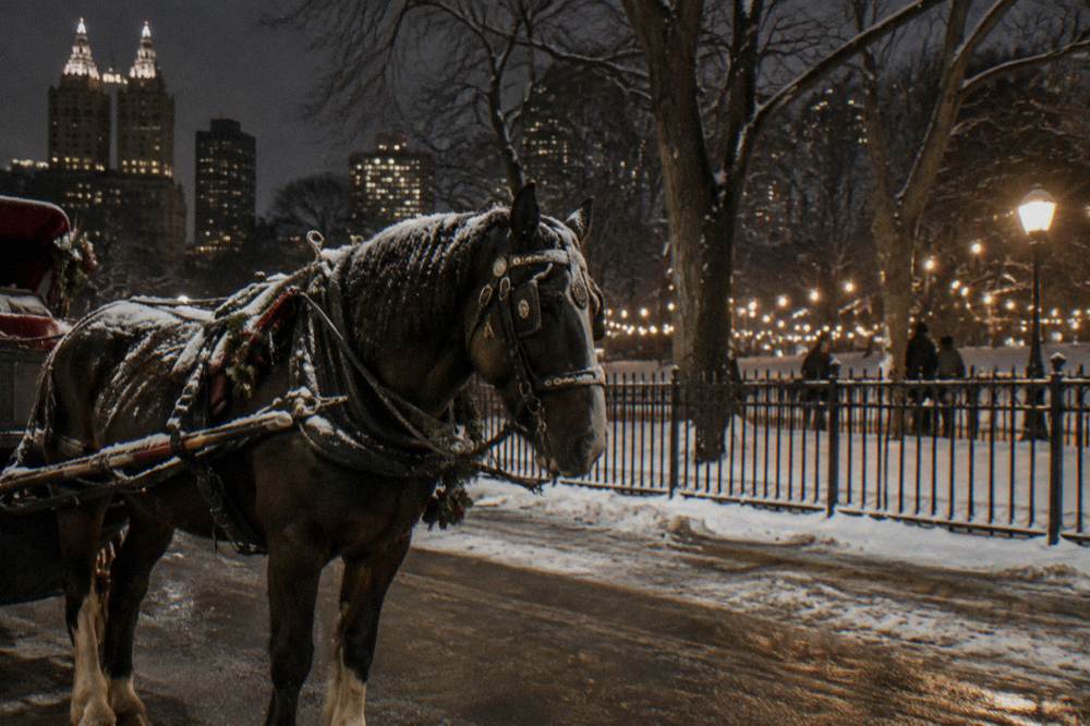 Horse-drawn carriage waiting on a snow-lined street beside Central Park at night